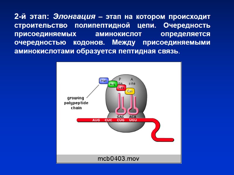 2-й этап: Элонгация – этап на котором происходит строительство полипептидной цепи. Очередность присоединяемых аминокислот 2-й этап: Элонгация – этап на котором происходит строительство полипептидной цепи. Очередность присоединяемых аминокислот